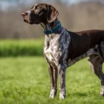 Anjing German Shorthaired Pointer: Ciri-ciri & Tips Perawatan